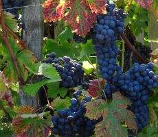 Dobra letina v deželi cvička